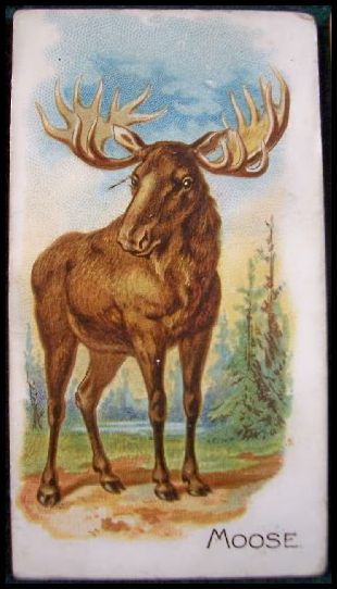 32 Moose